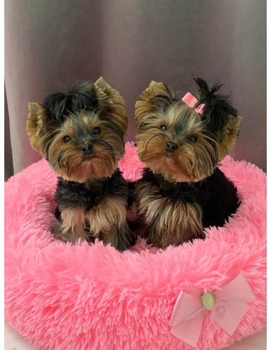 Guolis FAVORITE SOFT