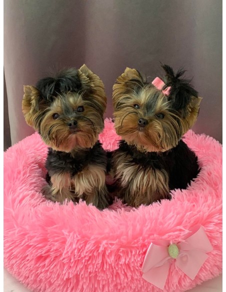 Guolis FAVORITE SOFT