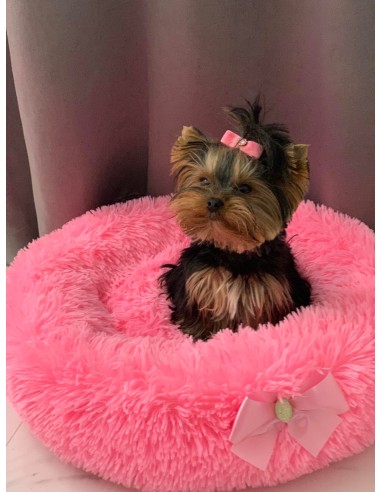 Guolis FAVORITE SOFT