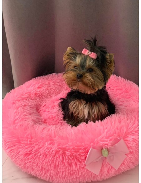 Guolis FAVORITE SOFT